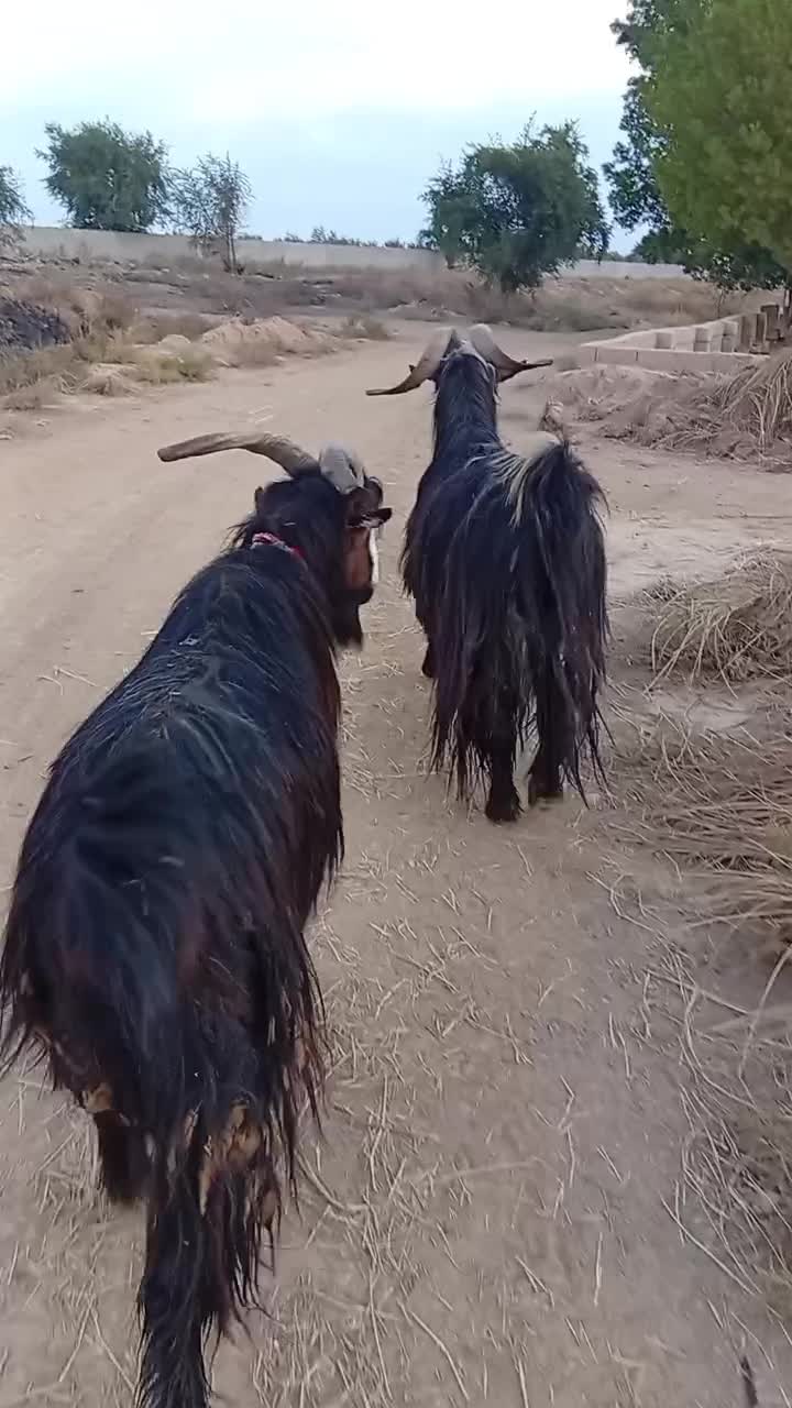 دوبر بز قوچ نرمیش|حیوانات مزرعه|شوشتر, |دیوار