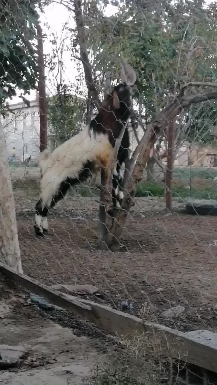 بزنر 2ساله چاتمه گردن سیاه دوبزغاله نرسلاله1ساله|حیوانات مزرعه|بندر ترکمن, |دیوار