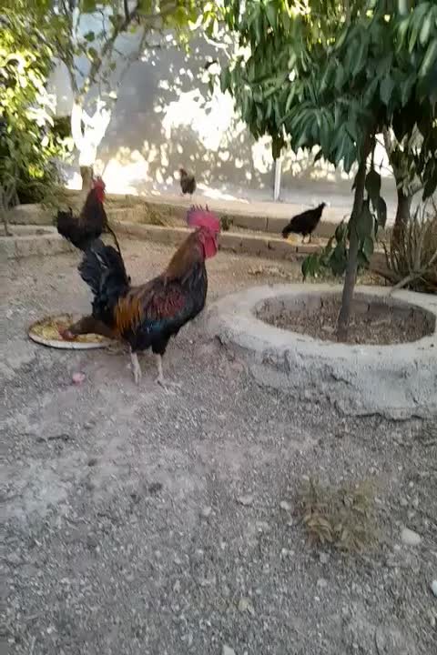 مرغ و خروس|پرنده|شیراز, دروازه قران|دیوار