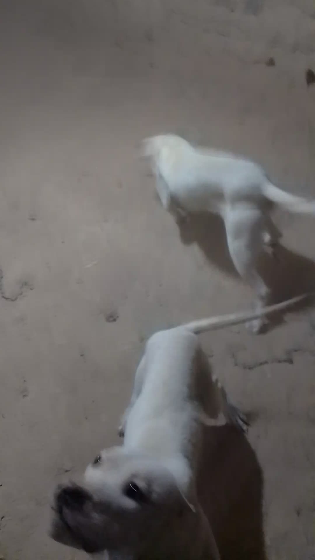 واگذاری دو قلاده سگ نرو ماده (داگو آرژانتینو)|سگ|خرمآباد, |دیوار