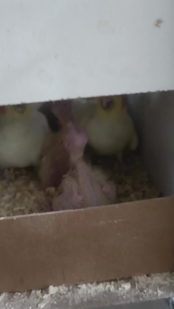 ععروس|پرنده|مشهد, رده|دیوار