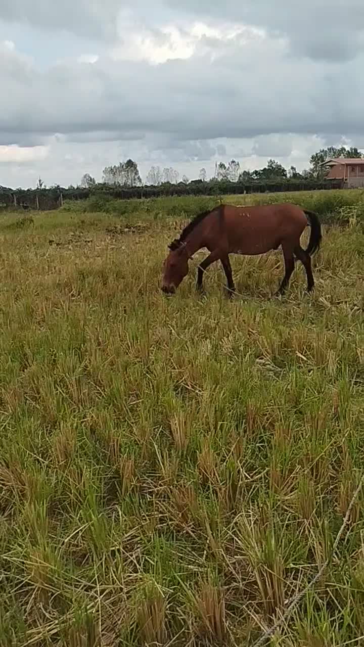 قاطر سال ۶ به ۷|اسب و تجهیزات اسبسواری|چوبر, |دیوار