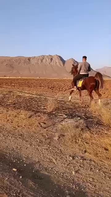 مادیان|اسب و تجهیزات اسب‌سواری|داران, |دیوار