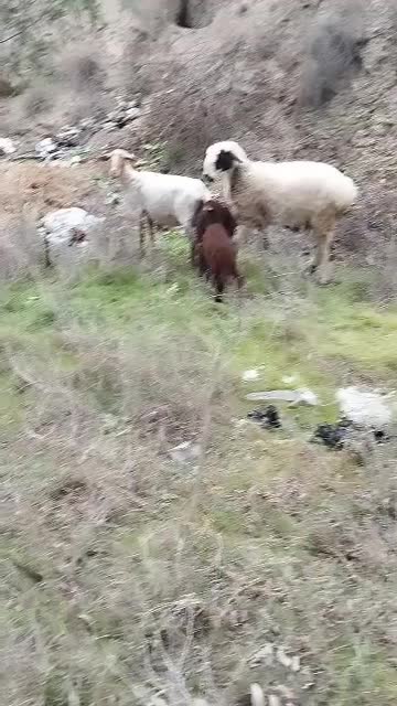 فروش گوسفندداشتی بره دار و.  ابستن|حیوانات مزرعه|گنبد کاووس, |دیوار