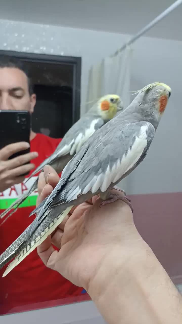 عروس هلندی سخنگو|پرنده|مرودشت, دولت آباد|دیوار