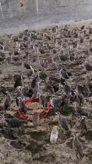 برنز انگلیس جوجه یک روزه|حیوانات مزرعه|شهریار, شهرک شاهد|دیوار