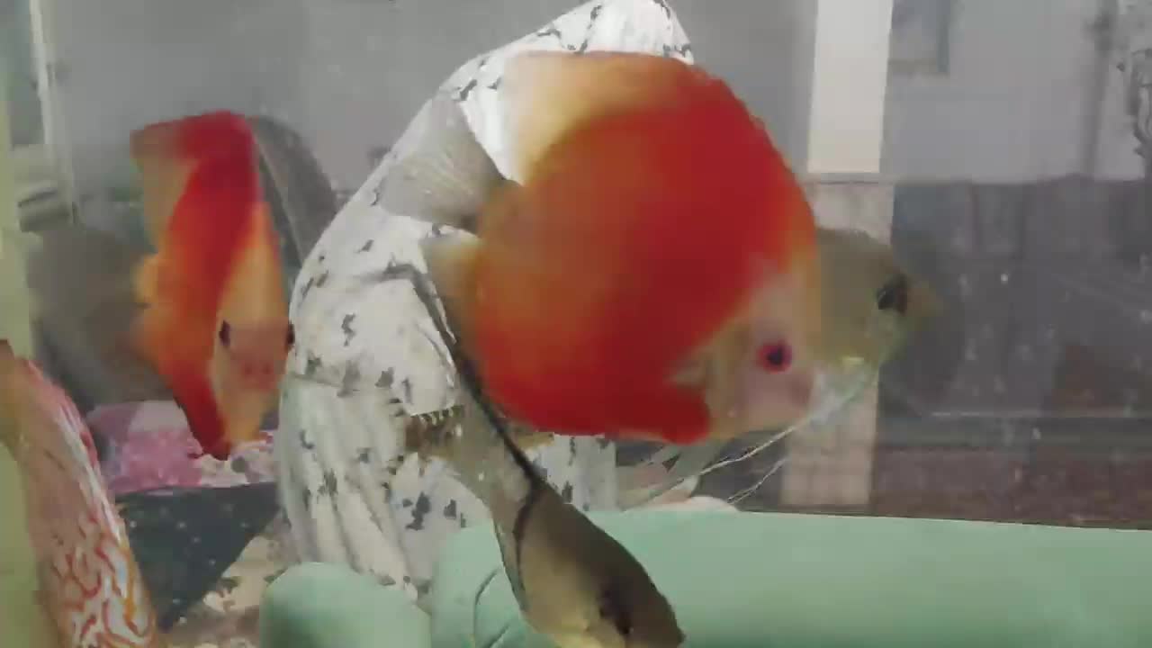 آکواریوم همراه با وسایل|ماهی|مشهد, شهید بهشتی|دیوار