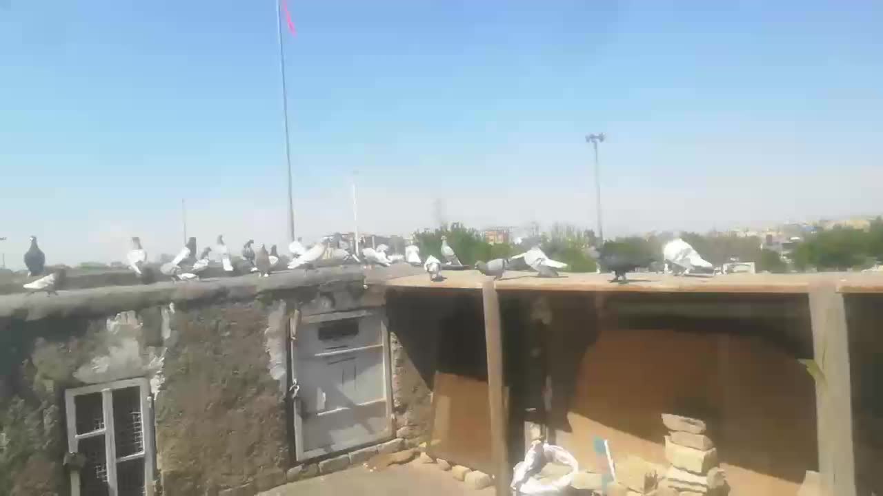 کفتر رنگه|پرنده|مشهد, ابوذر|دیوار