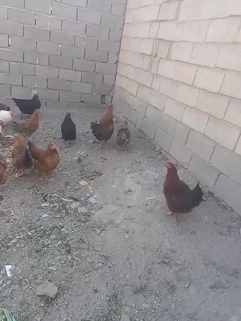 مرغ و خروس و اردک|حیوانات مزرعه|ماهدشت, |دیوار