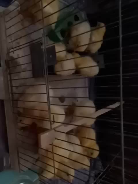 جوجه|حیوانات مزرعه|تهران, شهرک کوهسار|دیوار