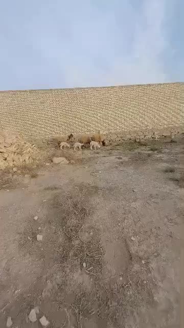 کرخه|حیوانات مزرعه|کرخه, |دیوار