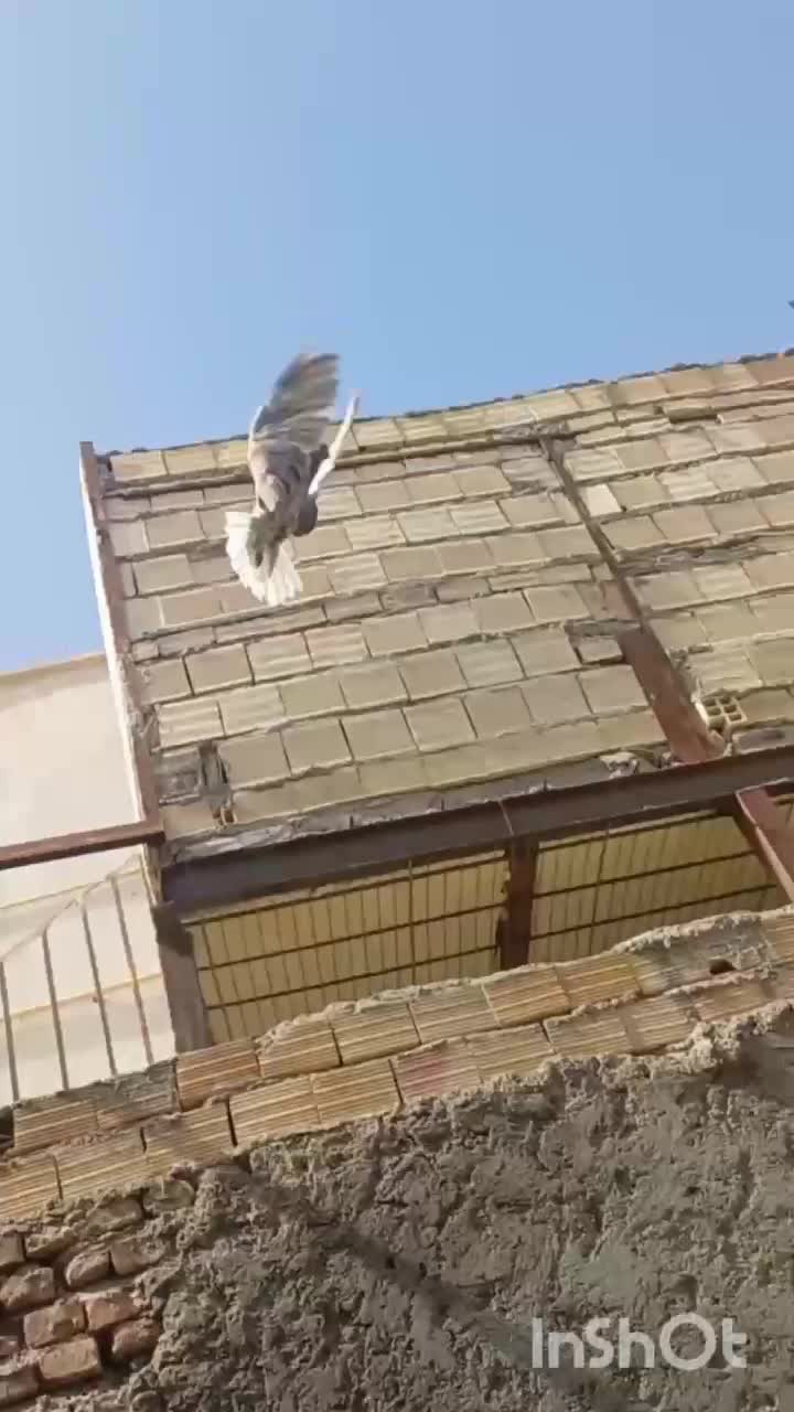 کبوتر|پرنده|بم, |دیوار