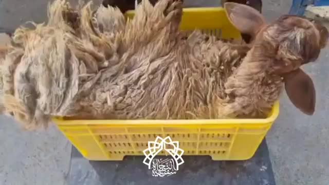 دام جهت قربانی|حیوانات مزرعه|تهران, سبلان (لشگر)|دیوار