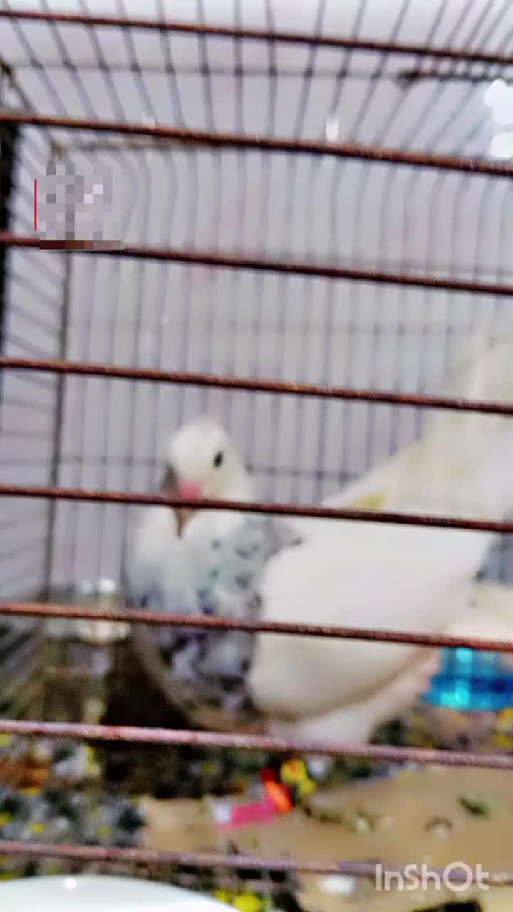 کفتر طوقی شازده|پرنده|شیراز, نارنجستان|دیوار