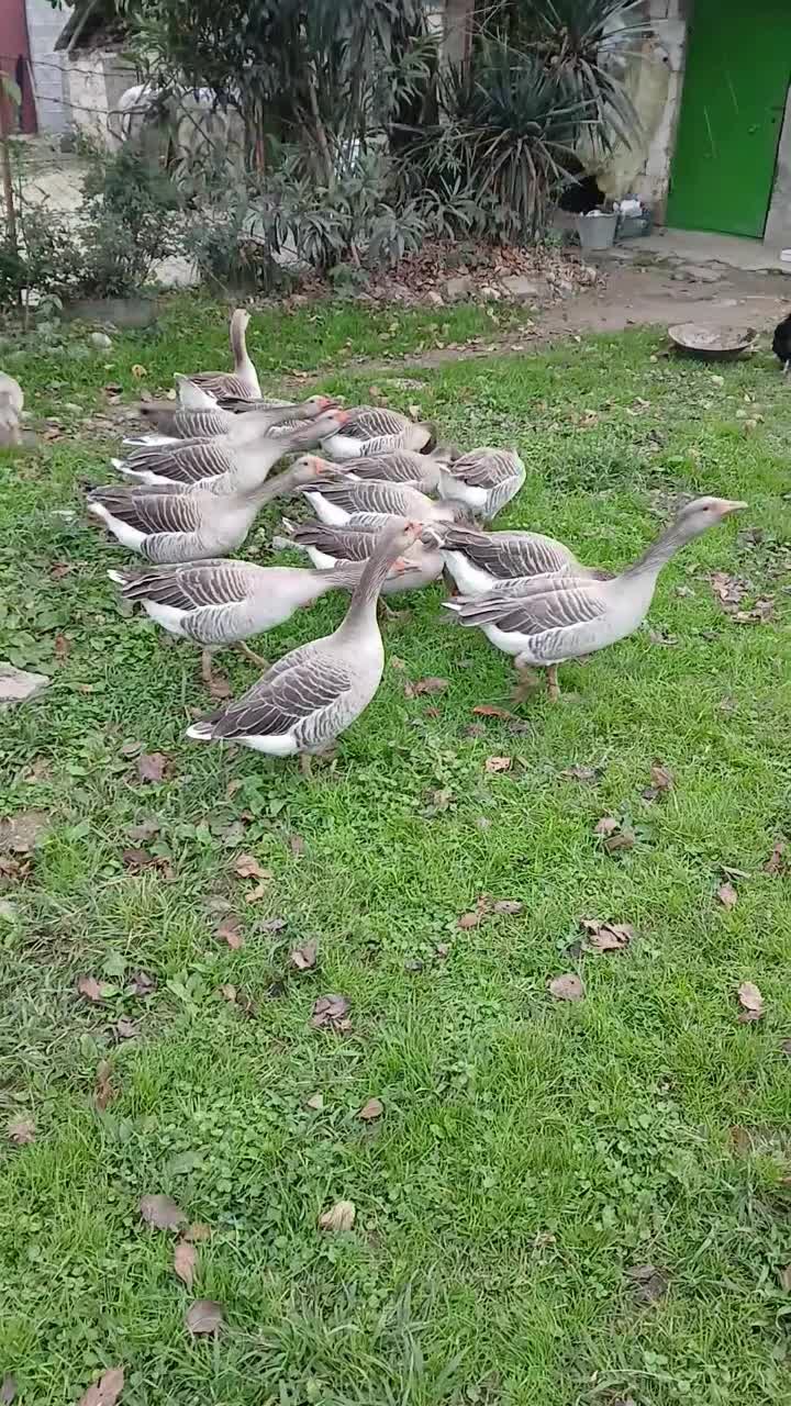 حیوانات|حیوانات مزرعه|فومن, |دیوار