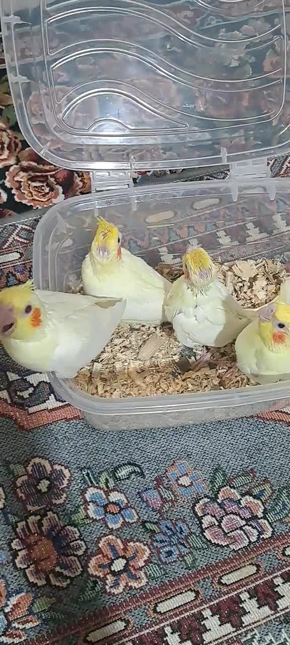 عروس هلندی نرمه خوروسرلاکی|پرنده|شیراز, شهرک رضوان|دیوار
