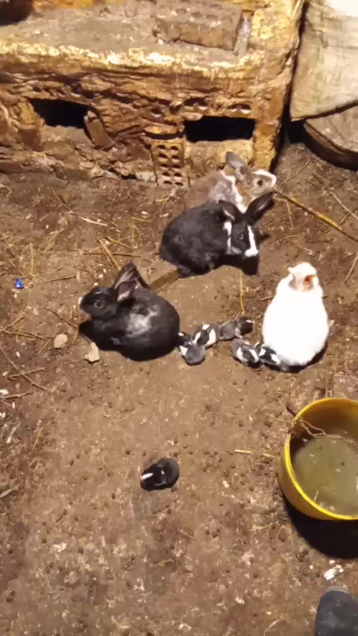 کوچلو|موش و خرگوش|خرمشهر, |دیوار