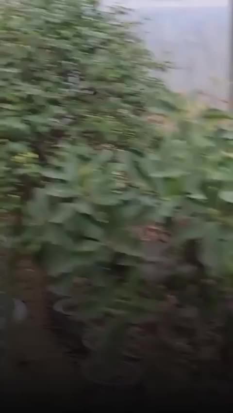 نهالستان دشت سبز|خدمات باغبانی و درختکاری|سنندج, |دیوار