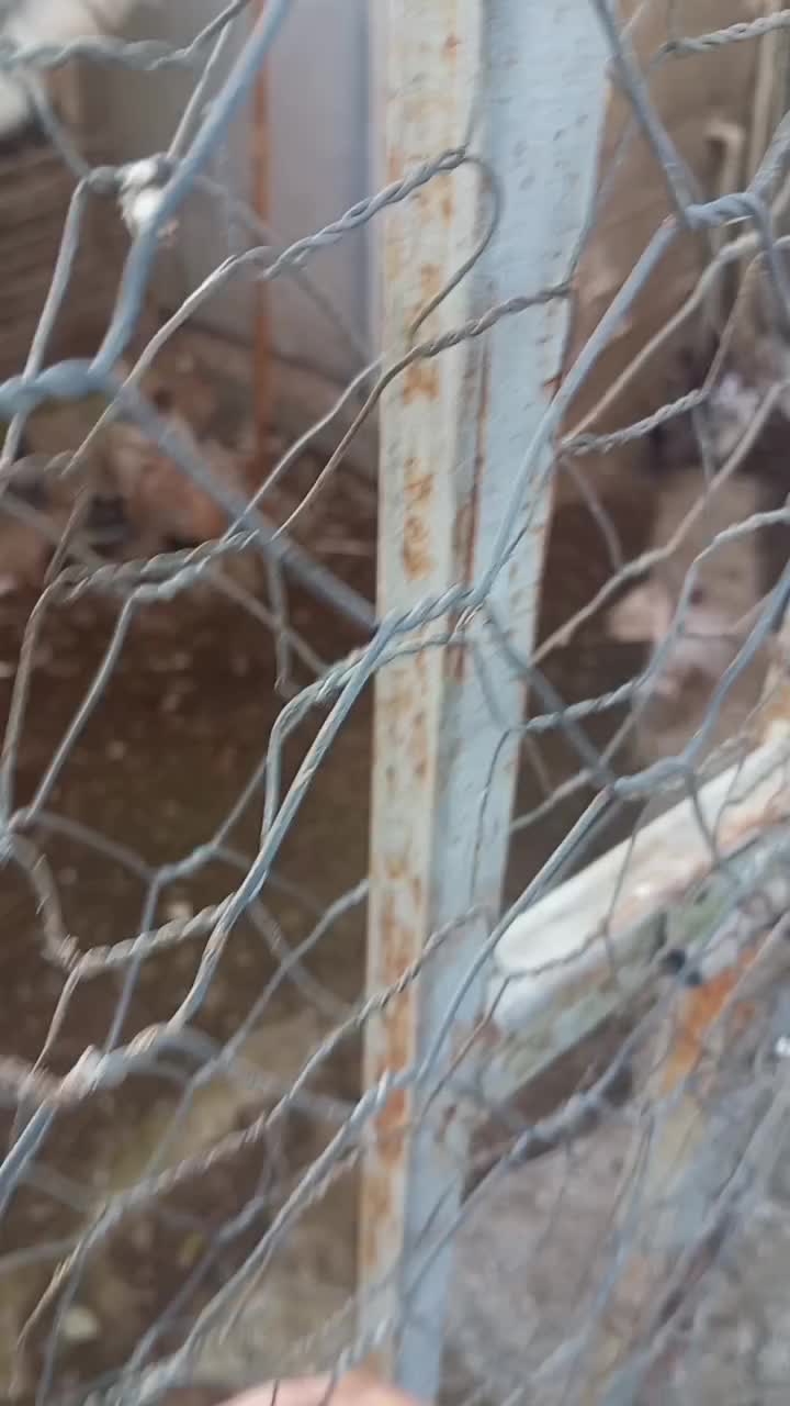 کبوتران پرشی خوش خال|پرنده|دابودشت, |دیوار