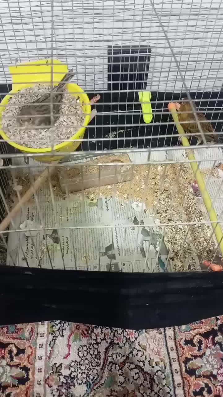 قناری با تخم|پرنده|بیرجند, |دیوار