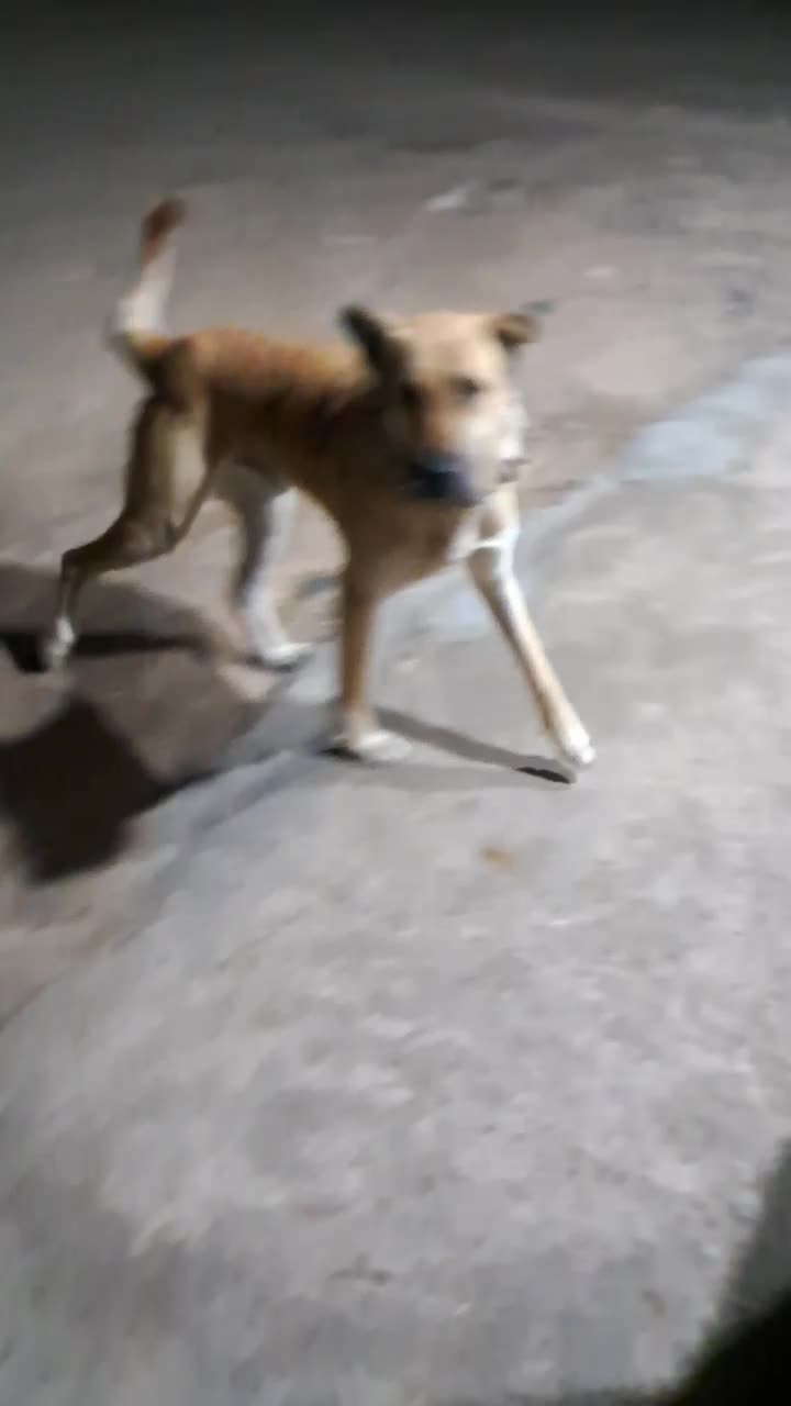 سگ سرابی گله اصل ۱۴ ماه فی ۸|سگ|پلدشت, |دیوار