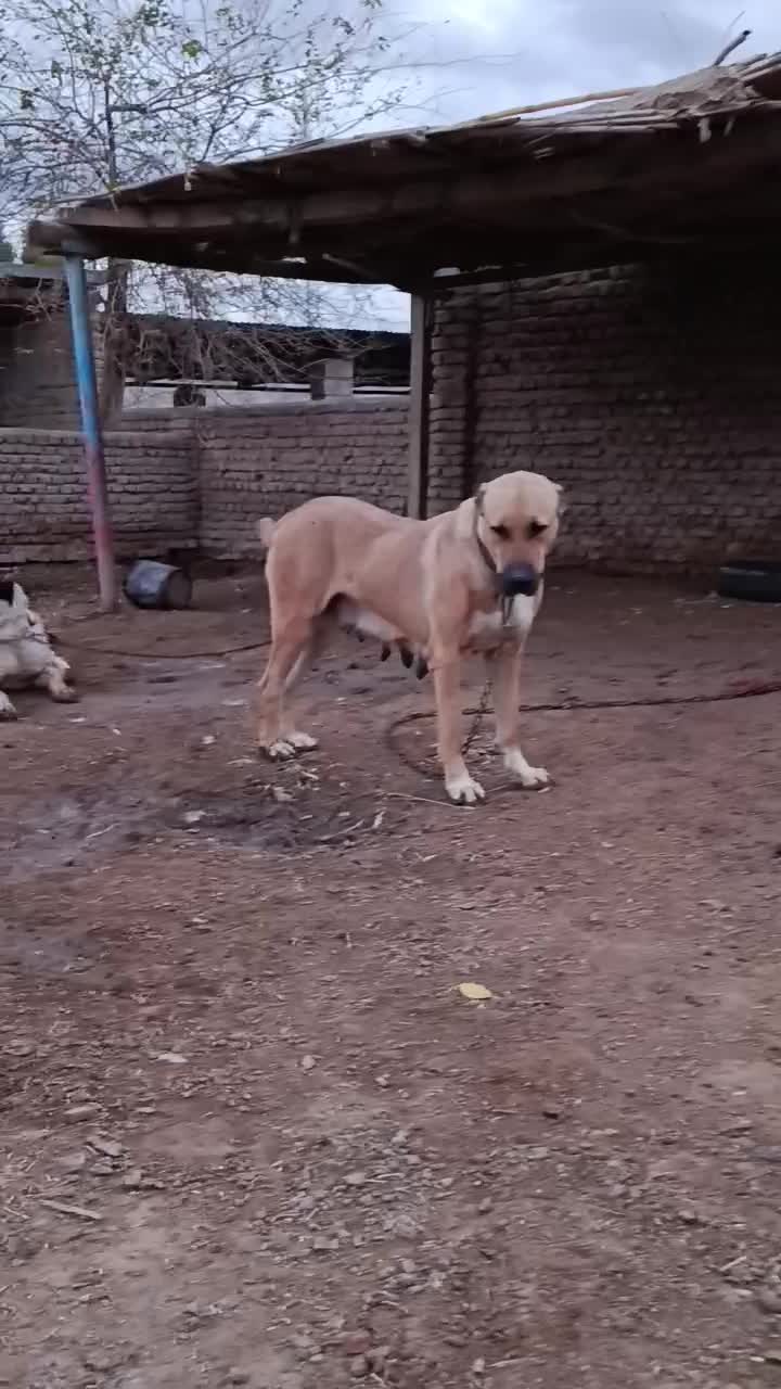 سگ آلابای ماده نوه نادیر ودختر بوسر|سگ|تهران, شهرک شریعتی|دیوار