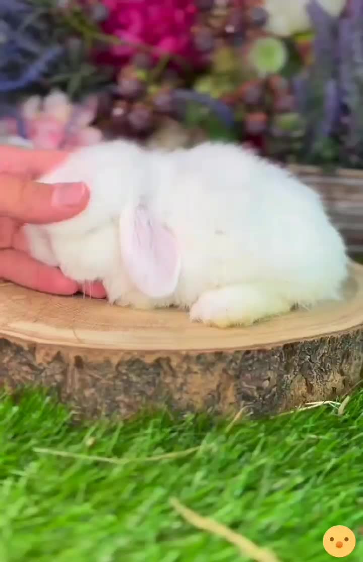 مینی خرگوش لوپ ترکیش کیوت|موش و خرگوش|ارومیه, |دیوار