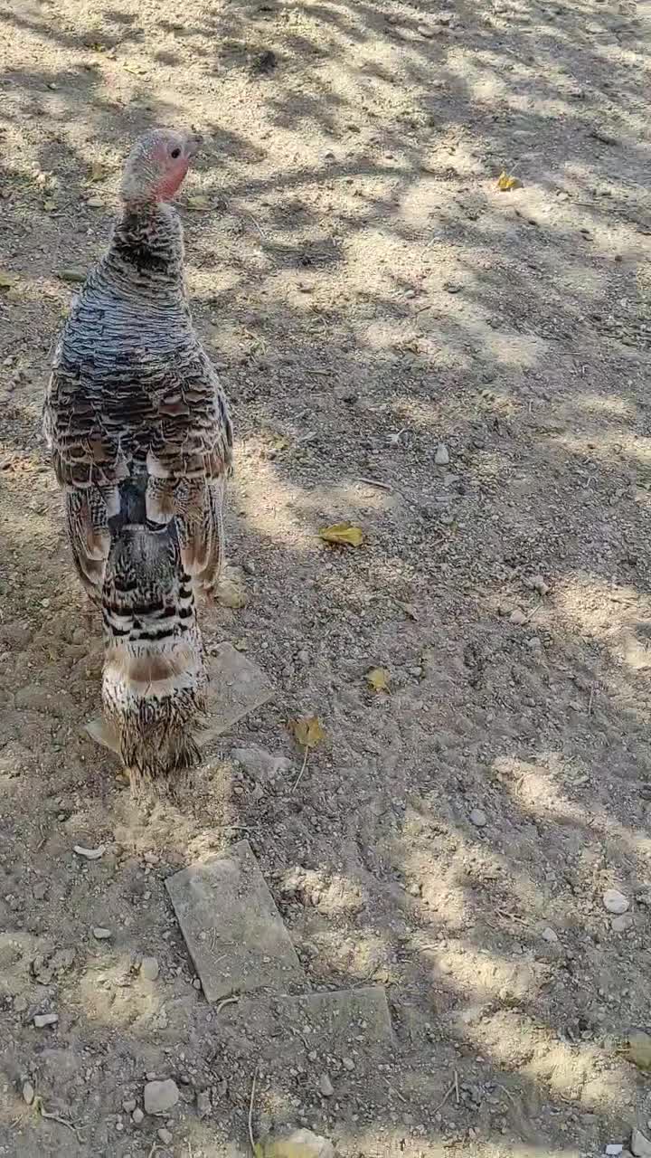 بوقلمون ماده|پرنده|زرین دشت (فارس), |دیوار