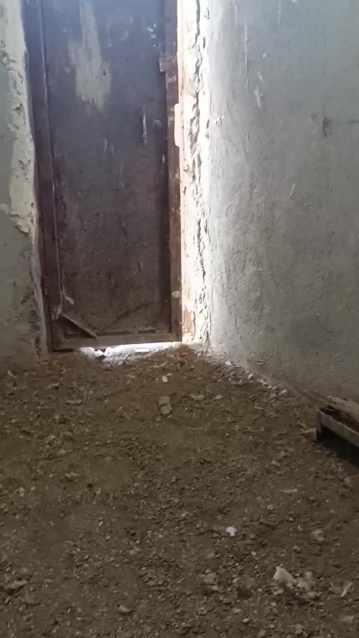 ۲کبوتر سبز|پرنده|چرداول, |دیوار