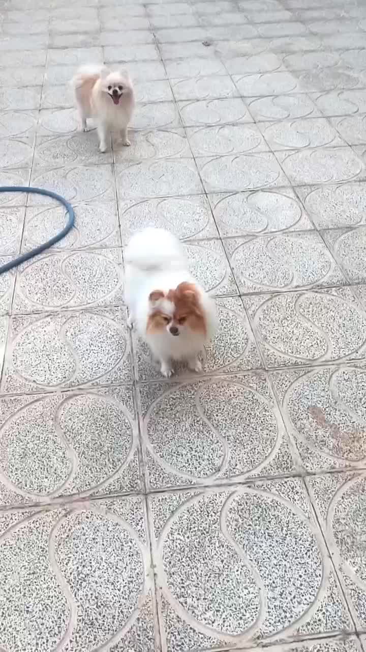 یک جفت پامر نر و ماده|حیوانات|فردیس, شهرک ناز|دیوار