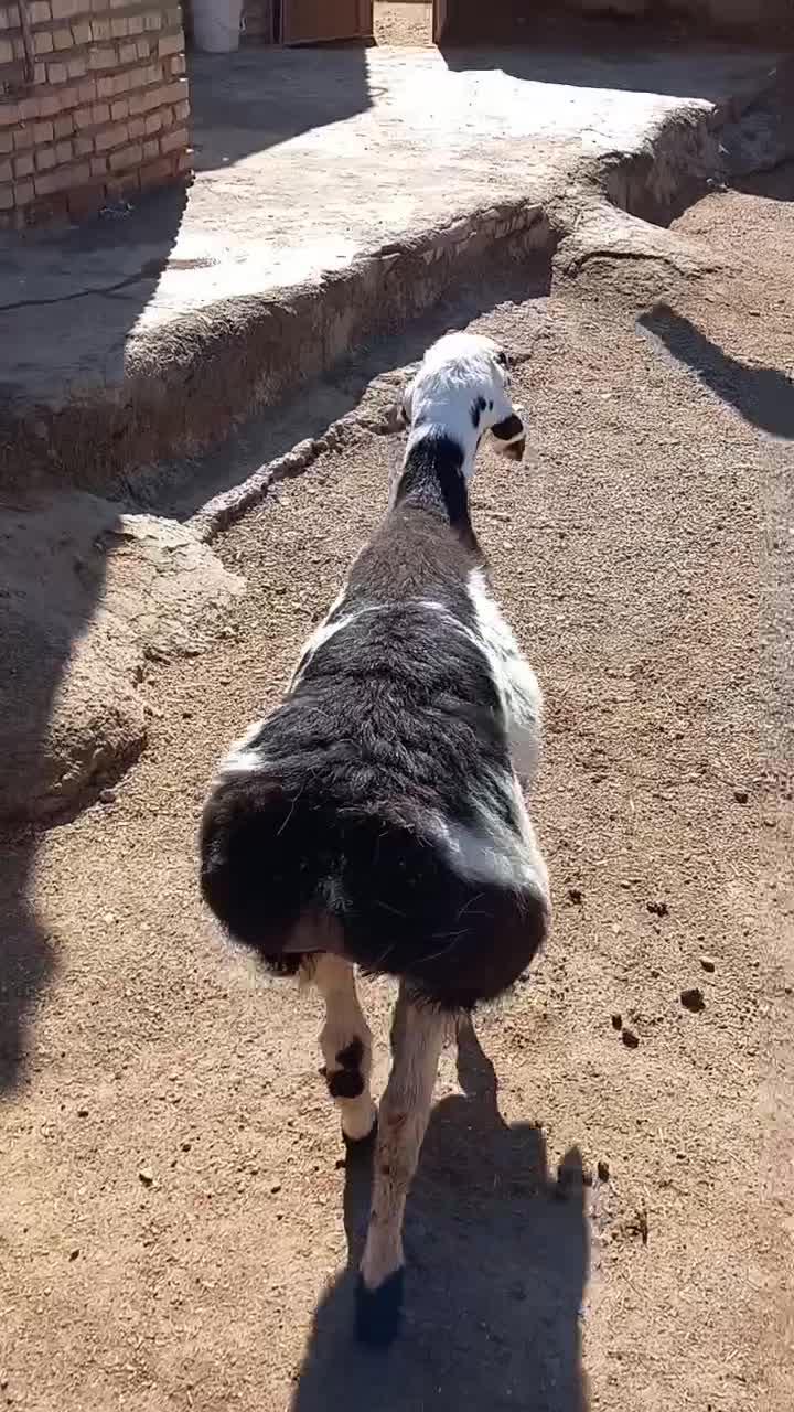 بره چینی|حیوانات مزرعه|تربت جام, جامرود|دیوار