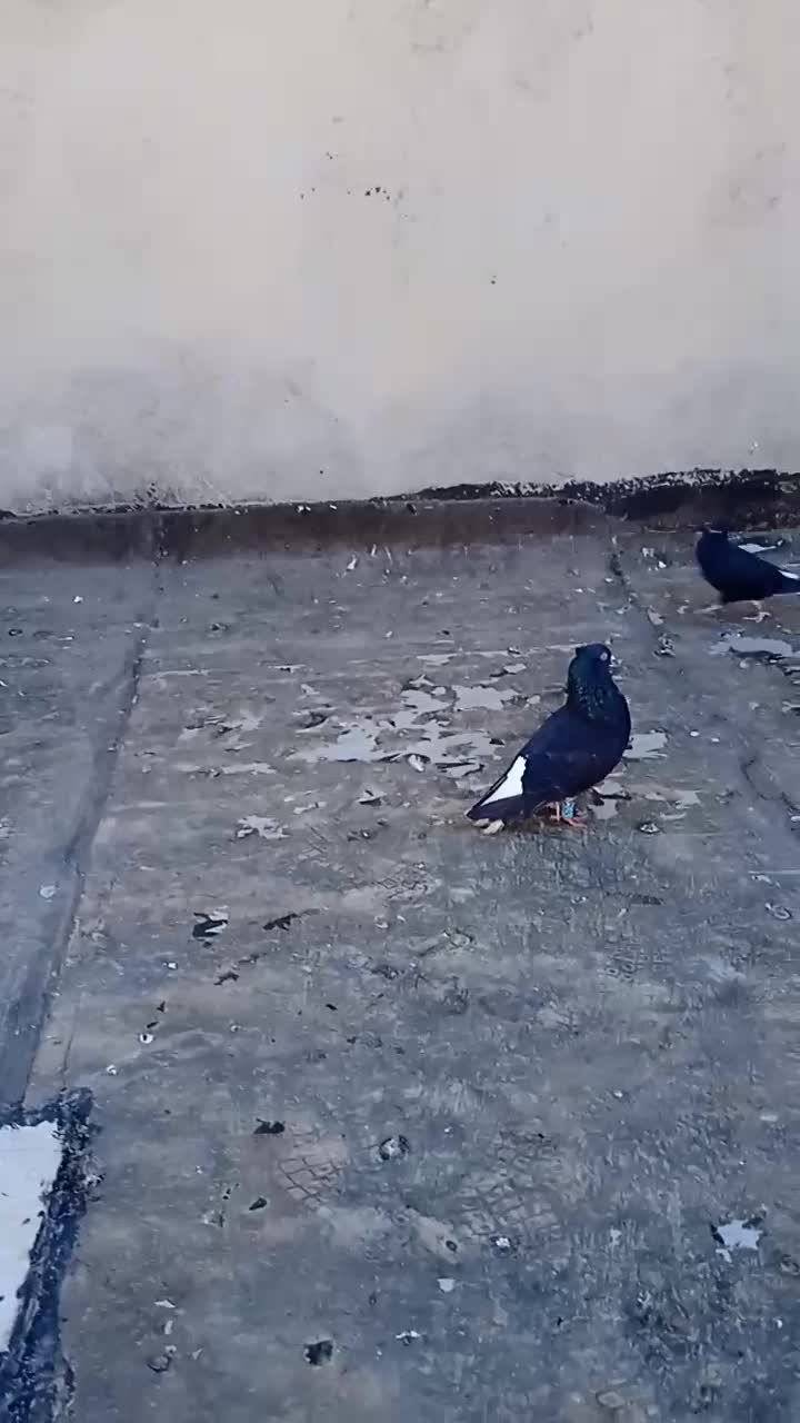 دم سفید|حیوانات|ایلام, |دیوار