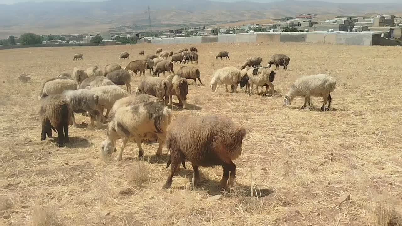 42راس گله  می داشتی عشایری نژاد ترکی ابستن|حیوانات مزرعه|شیراز, شهرک امیر کبیر|دیوار