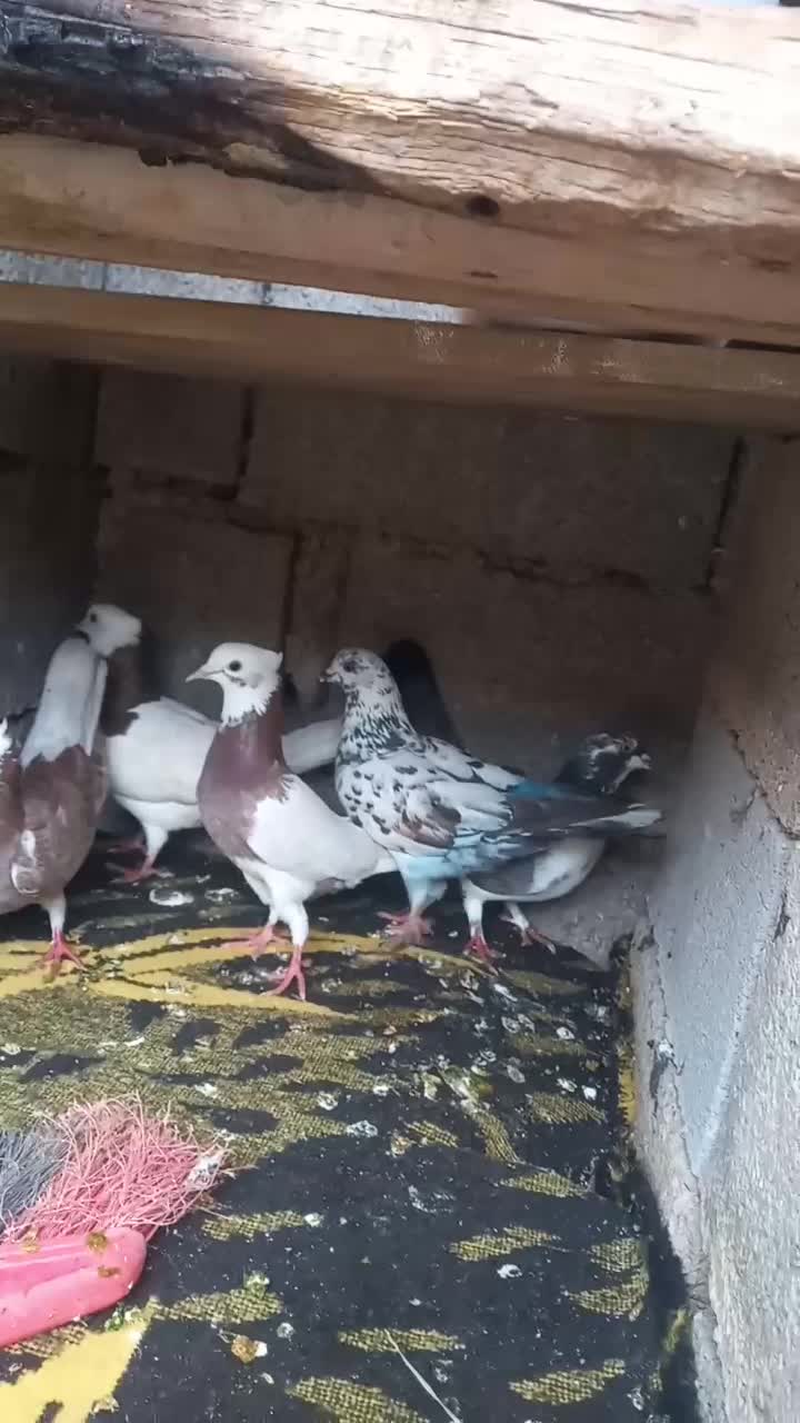 سلام کفتر|پرنده|مسجد سلیمان, |دیوار