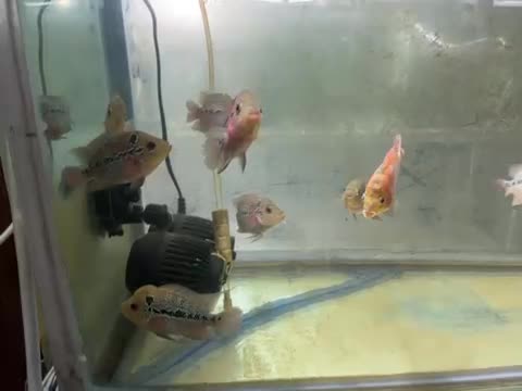 ماهی فلاور|ماهی|زنجان, |دیوار