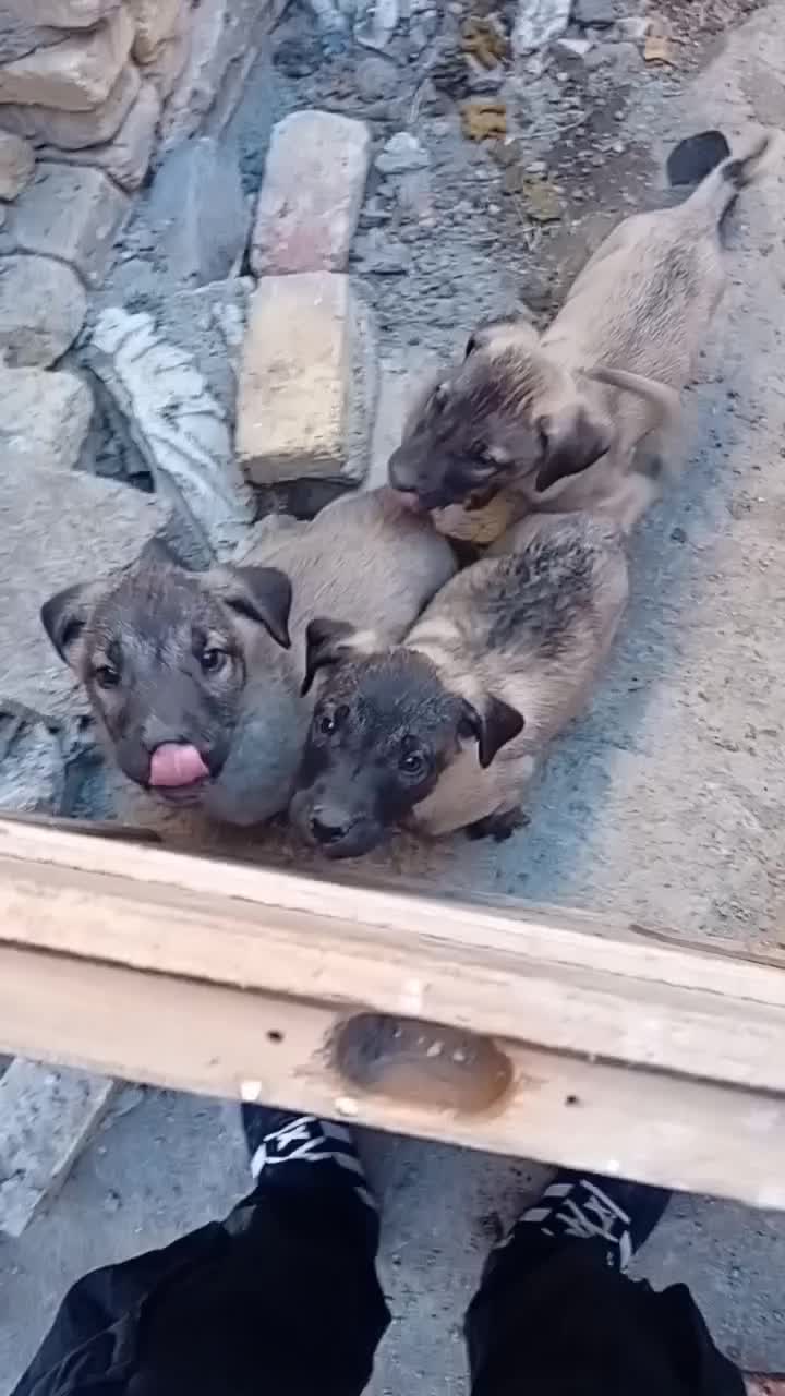 فروشی|سگ|اهر, |دیوار