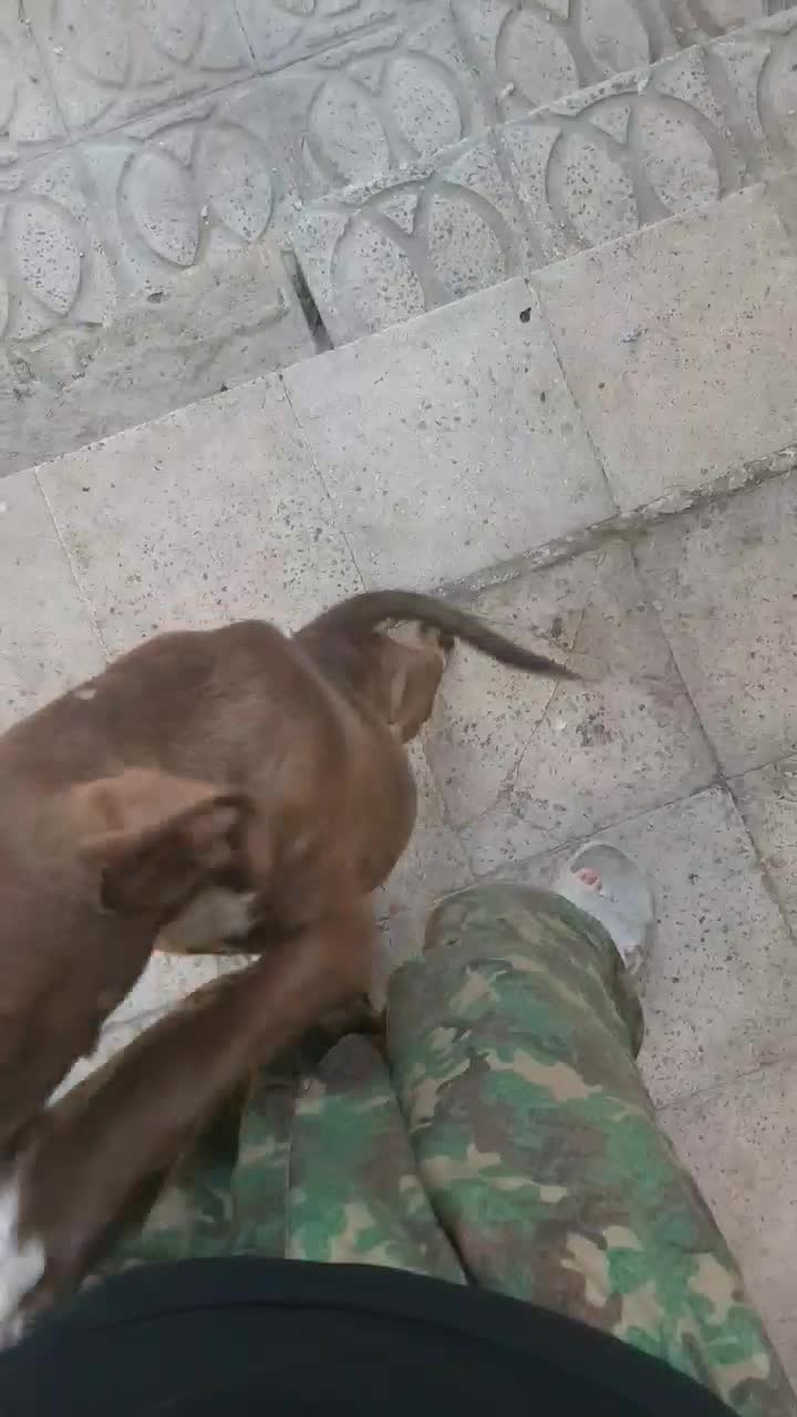 پیتبول ماده نژاد خاص و دوسداشتنی|سگ|محمدیه-قزوین, |دیوار