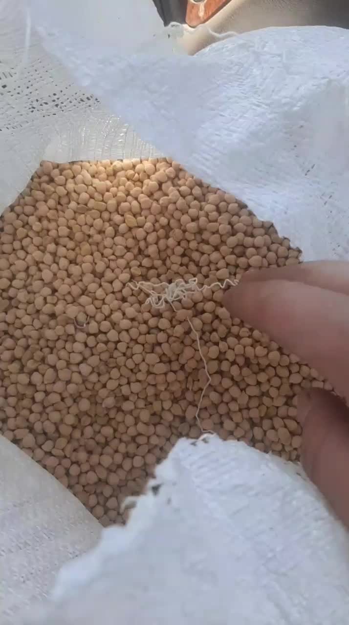 نخود محلی بوجاری شده|عمده‌فروشی|پاسارگاد, |دیوار