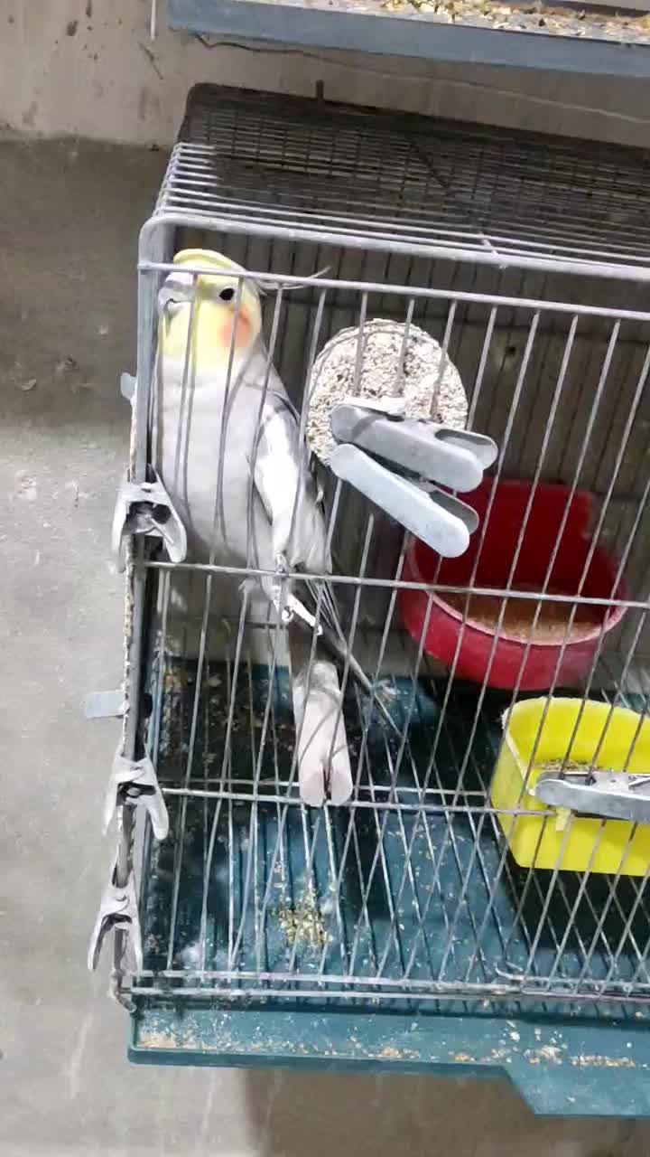 فروش عروس هلندی نر آماده کارداده|پرنده|ارومیه, |دیوار