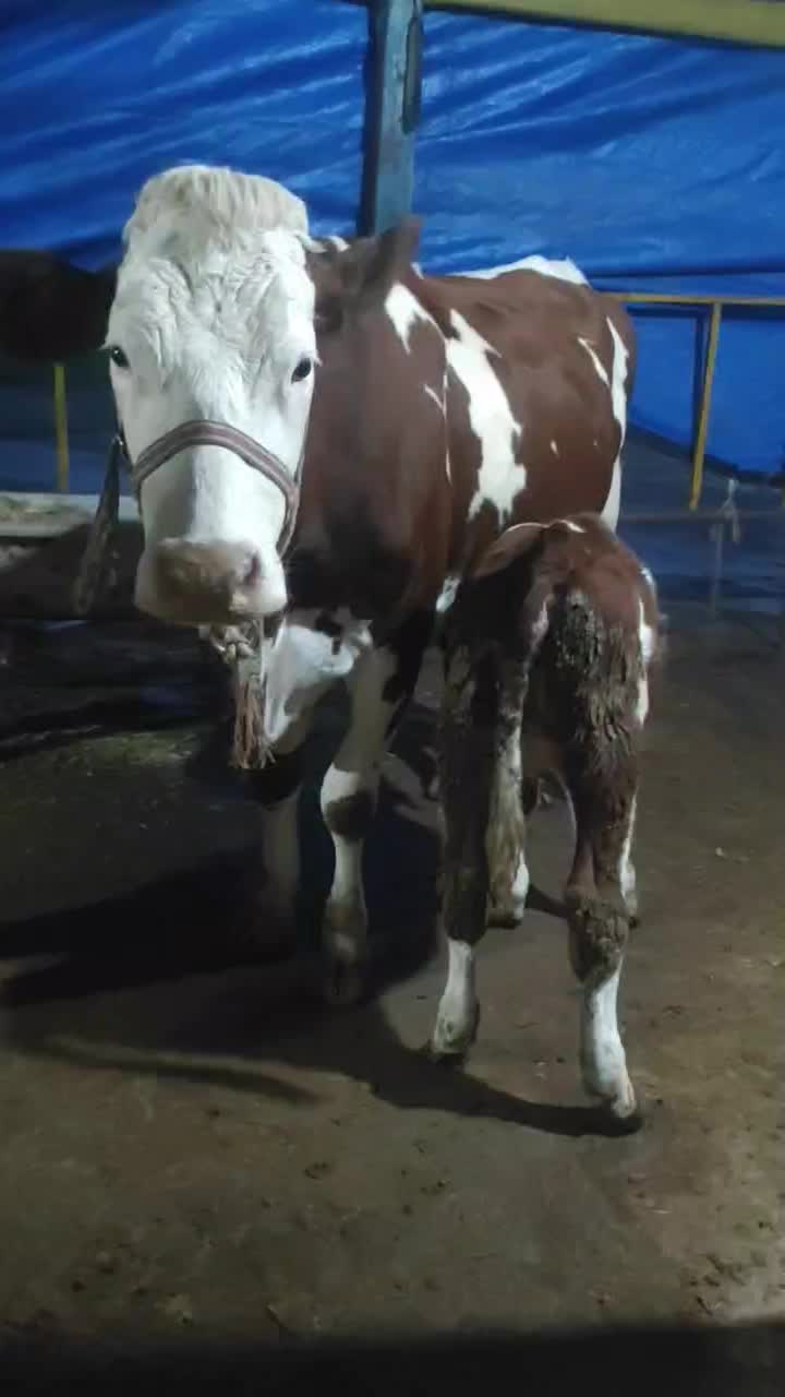 فروش یک راس گاو سمینتال با گوساله ماده|حیوانات مزرعه|کیاشهر, |دیوار