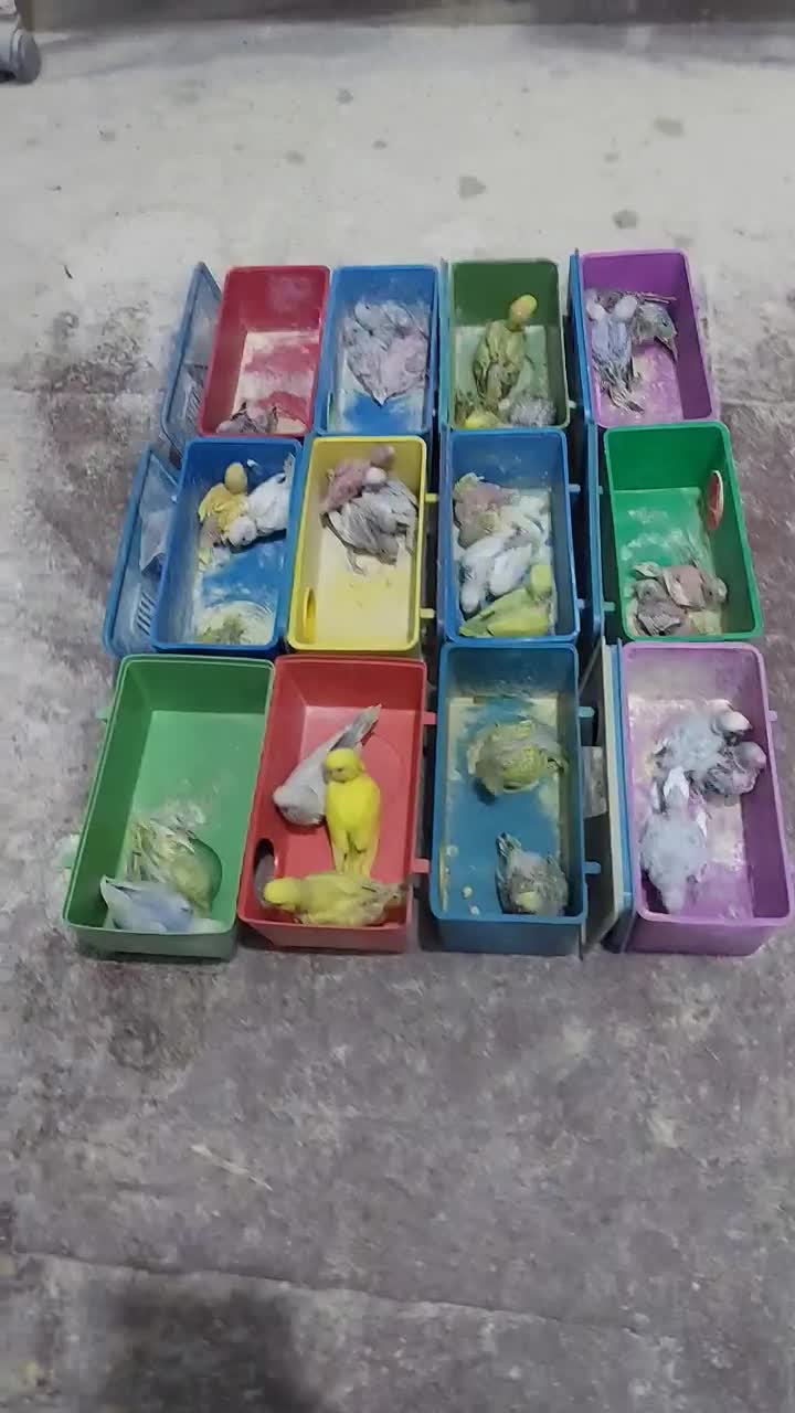 مرغ عشق سرلاکی|پرنده|کرمان, |دیوار