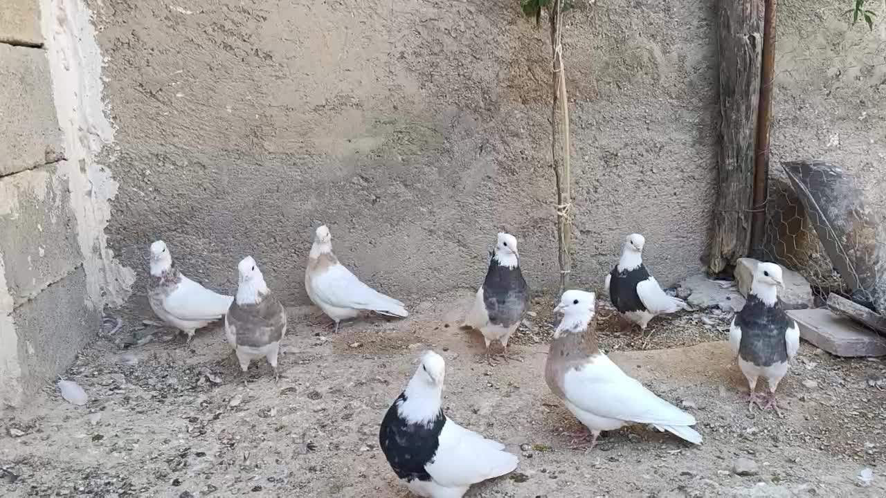 کفتر طوقی|پرنده|شیراز, گل سرخ|دیوار
