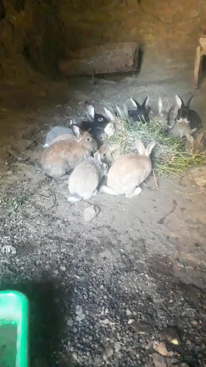 فروش خرگوش|موش و خرگوش|مریوان, |دیوار