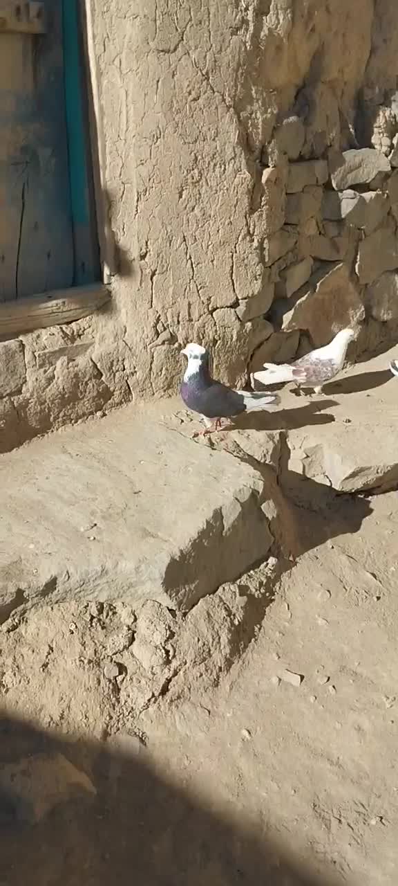 ۴تا کفتر تهرانی فقلاده|پرنده|نمین, |دیوار