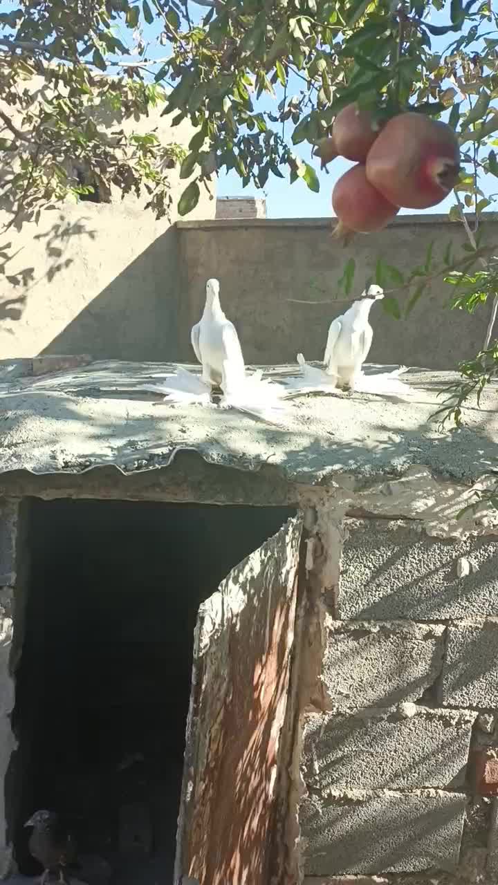 کبوتر پاپر آغ|پرنده|عجب شیر, |دیوار