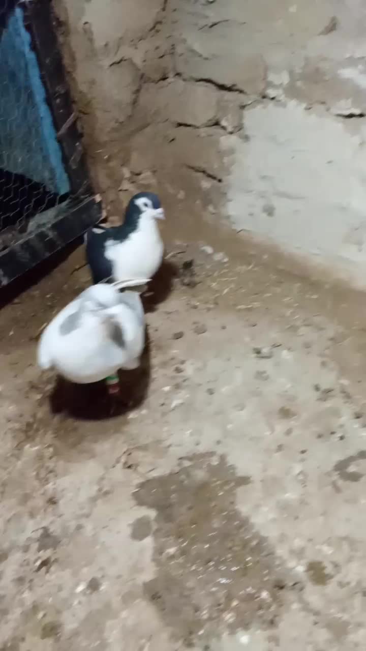 کفتر|پرنده|تربت‌حیدریه, حاجی یار‎|دیوار