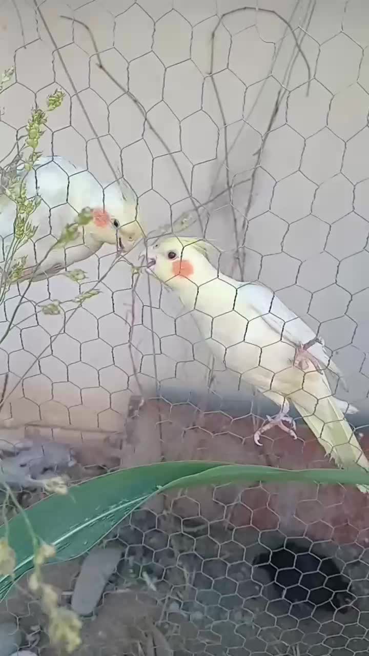 دوجفت عروس هلندی زردجوان سالم|پرنده|شوش, |دیوار