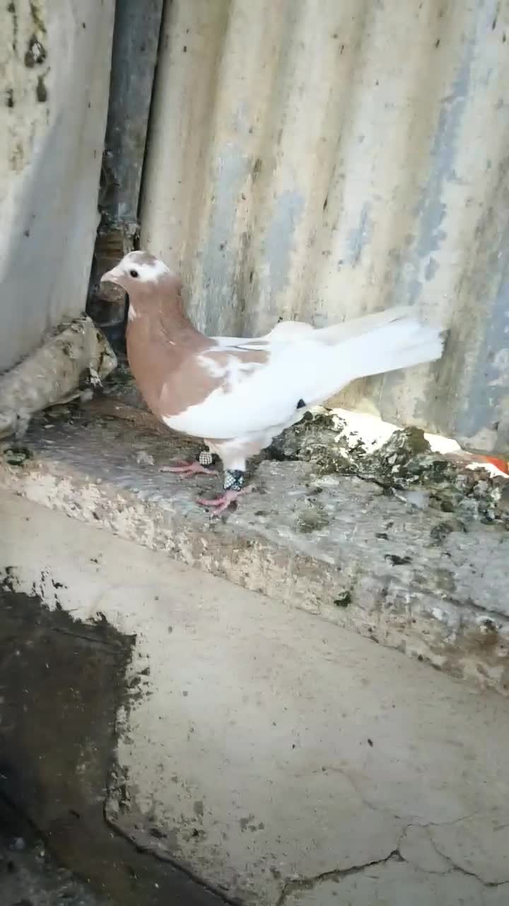 بهبهانی طوقی وشهری قهوه ای وسرور|پرنده|شیراز, اکبر آباد|دیوار