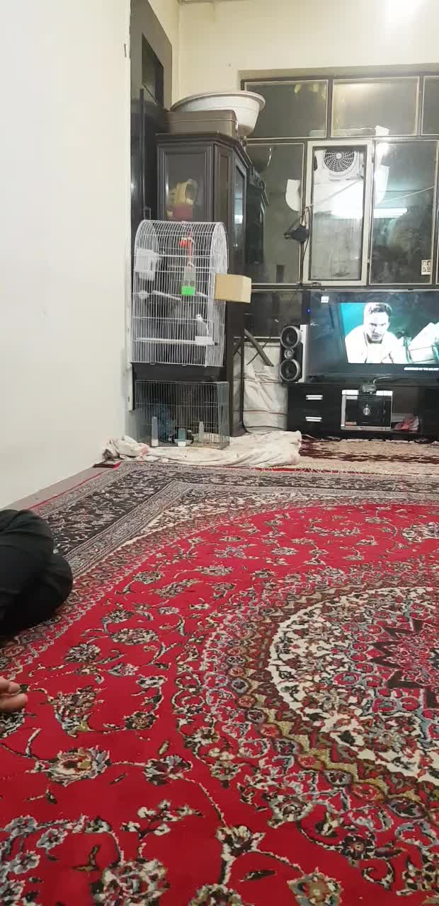 یک جفت عروس هلندی با قفس|پرنده|شهرکرد, |دیوار