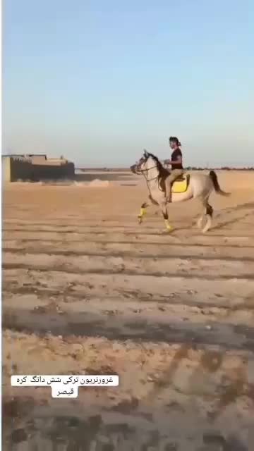 با سلام اسب خیلی خوشتیپ|اسب و تجهیزات اسب‌سواری|میبد, |دیوار